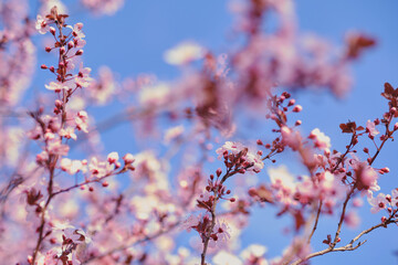Spring widescreen banner, branches of blossoming cherry against background