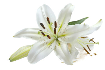 Lily Flower with White Petals On Transparent Background.