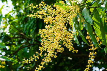 View of blooming mango flowers with green leaves on the tree in summer sunlight.
