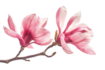 Magnolia Blossom Flower On Transparent Background.