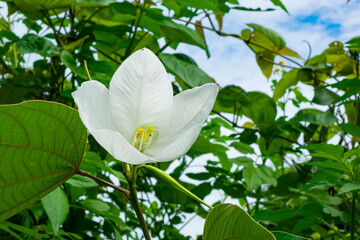 Blooming white snowy orchid tree flower and green leaves with blue sky and white clouds in the...