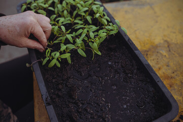 Gardener planting seedlings in a black plastic tray at home