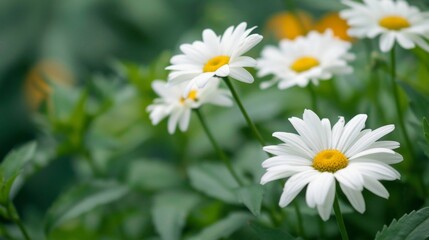 Delicate white daisies stand softly focused against a blurred green background, symbolizing gentle beauty and calmness.