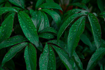 Background of dew drops on dark green grass plant after rain. Wet peony leaves close up with water drops after rain. Deep green fresh background.