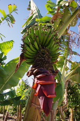 Bananas growing on a banana tree