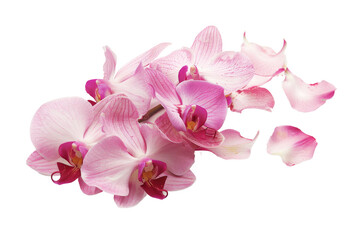 Orchid Flower On Transparent Background.