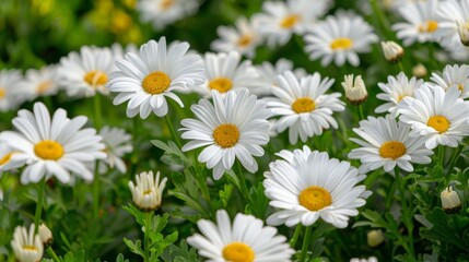 A vibrant, full view of a field filled with the abundance of white daisies, symbolizing the lushness of life.