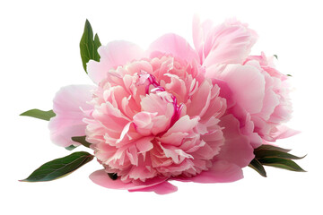 Pink Peony Beauty On Transparent Background.