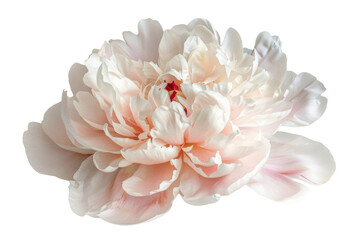 Soft Pink Petals On Transparent Background.