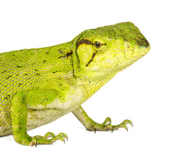 Green lizard reptile isolated on transparent layered background.