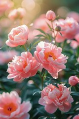 Obraz premium Field of Pink Flowers With Sun in Background