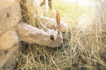 Baby goats on animal farm.High quality photo.