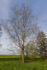 cloudy weather and birch trees with young foliage