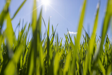 young wheat in the soil, wheat harvest