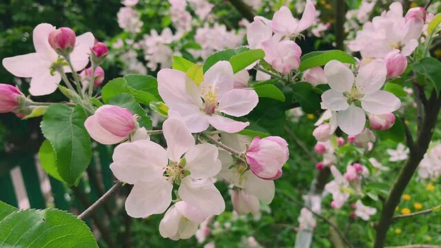 Tree branches covered with beautiful spring pink and white flowers. Spring time blossoming.	
