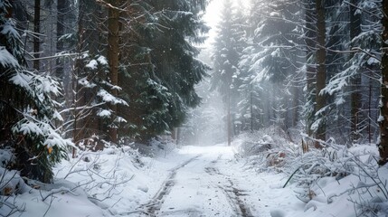 Snowy path through forest with trees and ground covered in snow