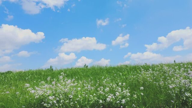 春の川原の風景＿走行する車窓から_登戸から川崎間の多摩沿線道路_春の風景