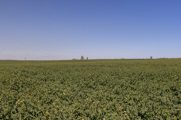partially flowering rapeseed crops in the field