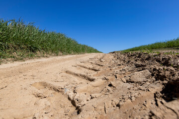 sandy country road in a field with green plants