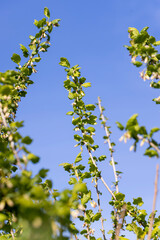 spring-blooming currant in sunny weather