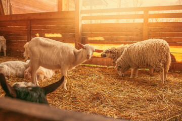 Sheep and goats on animal farm during spring season.