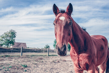 Portrait of a horse on the ranch.High quality photo.