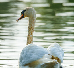 Łabędź spokojnie płynący po jeziorze, spoglądający w lewą stronę. © WeriYard