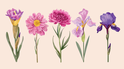 Beautiful set with vector blooming chrysanthemum  - obrazy, fototapety, plakaty