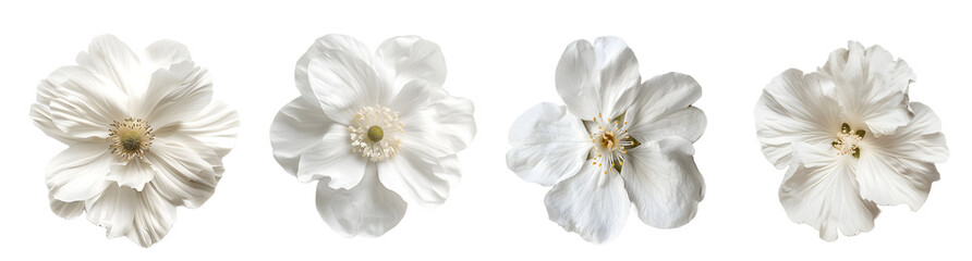 white flowers, spring isolated on a transparent PNG background, white background , cut out, clipping path, Generative Ai