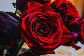 close up of red rose