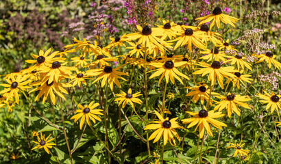 Fototapeta premium Rudbeckia plants, the Asteraceae yellow and brown flowers, common names of coneflowers and black eyed susans. Positive and happy feeling in spring given by flowers.