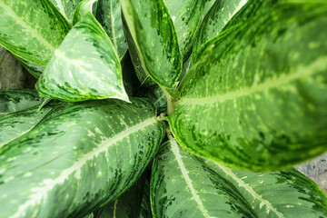 Abstract green leaf texture, nature background, tropical leaf.