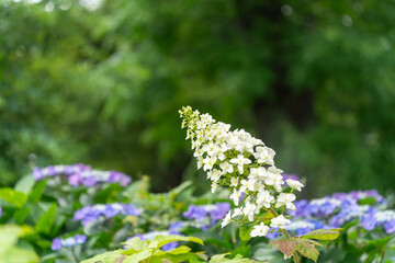 梅雨の晴れ間に咲く紫陽花