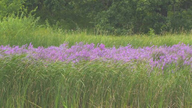 Blooming medicinal meadow grass Lythrum Salicaria or Purple Loostrifire sways in the wind in the meadow. Camera panning