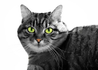 Portrait of green-eyed cat on white background