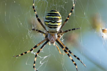 large wasp spider sits on a web on a green background. Argiope Bruennichi, or lat spider wasp. Argiope bruennichi eating his victim, a species of araneomorph spider. macro, black-yellow male spider.