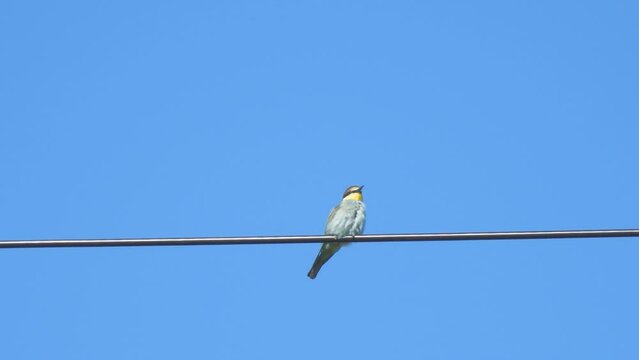 The wild bird Merops apiaster sits on an electric wire against the background of a clear blue sky