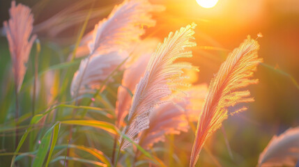 Wild feather grass in the field at sunset. Plants 