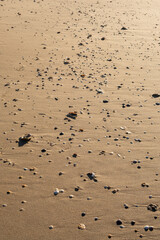 Detail of the shells and remains of mollusks in the sand on the beach. Relaxing summer vacation concept with sea and waves.