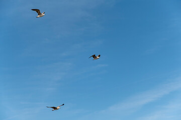 Seagull on blue background. European herring gull, Larus argentatus. Seagull flying in front of blue clouds.