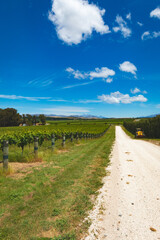 Obraz premium Gravel road through the vineyards with beautiful clear skies