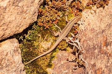 Podarcis muralis, common wall lizard, on a sunny spring day near Klobenstein, Ritten, Eisacktal valley, South Tyrol, Italy