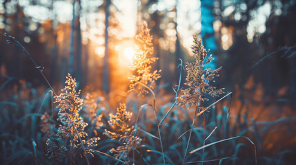 Wild grasses in a forest at sunset. Selective focus vi