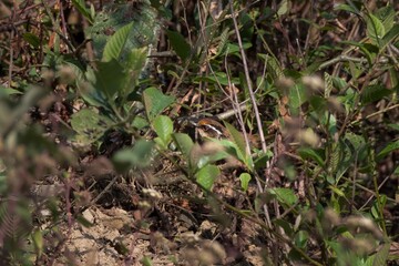 Naklejka na ściany i meble rusty-capped fulvetta or Schoeniparus dubius seen in Khonoma in Nagaland, India