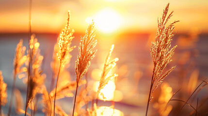 Wild grasses on the sea coast at sunset. Macro image - obrazy, fototapety, plakaty
