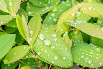 雨に濡れた葉