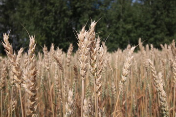 Fototapeta premium grass in the wind
