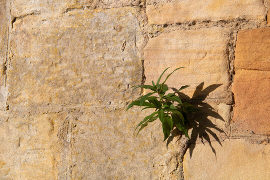 Buddleja growing out of a wall