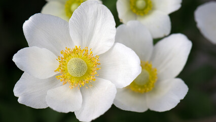 Anemone sylvestris. delicate flowers in the garden, in the flowerbed. floral background. beautiful delicate Anemone sylvestris. white flowers on a natural green background. close-up