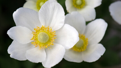 Anemone sylvestris. delicate flowers in the garden, in the flowerbed. floral background. beautiful...